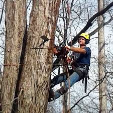 Tree removal in lawrenceville, ga. U Savemore Tree Service Top Quality Tree Services For Your Budget