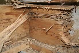Maybe you would like to learn more about one of these? Does Homeowners Insurance Cover Termite Damage Parker Pest Control