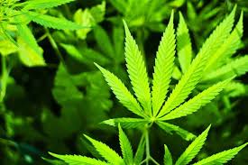 9 Pros And Cons Of Medical Marijuana