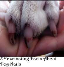 12 interesting facts about dog nails