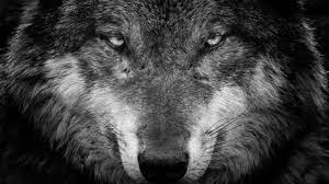 Wolf Face Wallpapers - Top Free Wolf ...