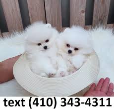 adopt cute teacup pomeranian puppies