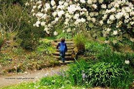 in bloom kilmacurragh en fleurs