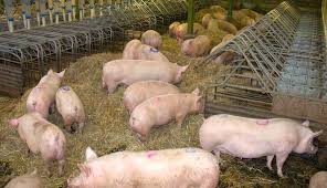 pig farming business plan in nigeria