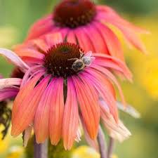 Butterflies, moths, bees and hoverflies all need sources of nectar and pollen to thrive. Planting For Bees Butterflies Garden Tips Beetham Nurseries