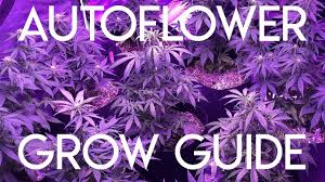 15 Plant Autoflower Grow Low Stress Training And Feeding Schedule For Increased Yields