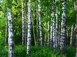 forests as carbon sinks american forests