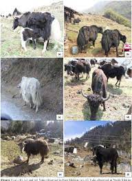 This is very usefull for kids of nursery and kg class. Pdf Indigenous Rearing Practices Of Yak And Its Multipurpose Uses In The Sikkim Himalayas Semantic Scholar