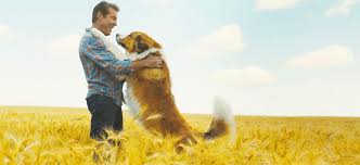It stars one of our favorite leads, tom hanks. A Dog S Journey Review Ruff To Sit Through Film