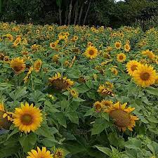 Sertai facebook untuk berhubung dengan chik bunga matahari dan orang lain yang mungkin anda kenal. Taman Bunga Matahari Pertiwi Home Facebook