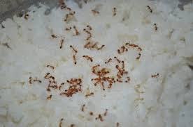 mobile home ant invasion prevention