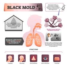 What Is Black Mold And Can It Actually