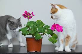 How To Keep Cats Out Of Plants Gardens