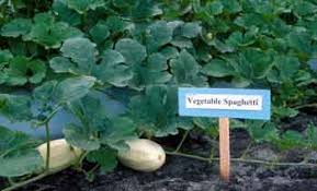 Production Fruit Quality And Nutritional Value Of Spaghetti Squash
