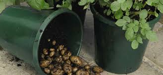 These growing containers are lightweight, environmentally friendly, and made of fabric, so your potatoes get air as they grow. How To Successfully Grow Potatoes In Containers