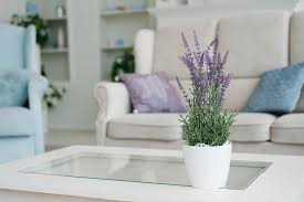 Fragrant Indoor Plants For Your Home