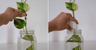 Grow Money Plants In Water Faster Tips