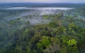 10 largest and most biodiverse forests