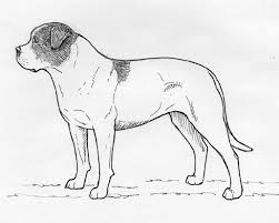 breed standards american bulldog