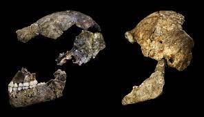 It has a number of primitive features in its anatomy and is most similar to early homo species like h. Homo Naledi Klein Aber Oho Wissenschaft De