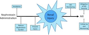 nephrotoxic acute kidney injury