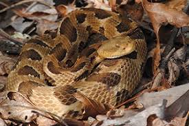 It's funny but after awhile you can see the difference between, say, a. Timber Rattlesnake Nys Dept Of Environmental Conservation