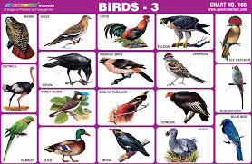 Spectrum Educational Charts Chart 165 Birds 3