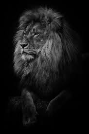 king lions hd phone wallpaper peakpx