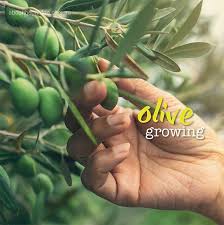 I bought a small (maybe 10in tall) olive tree a month ago, and now there is lots of new growth but as the leaves unfurl they dry up and fall off. Growing Olives In Australia About The Garden Magazine
