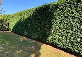 Hedge Cutting Services Keep It Green