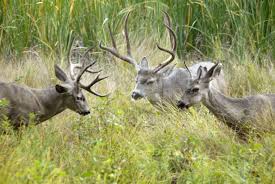 You might even say he's the best at it. Photo Of Mule Deer Bucks By Photo Stock Source Animal Yosemite National Park California Usa Animal Deer Mule Deer Buck Bucks Herd Animals