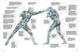 mixed martial arts anatomy delaviers