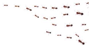 why home remes for fire ants don t