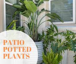 Potted Patio Plants Southern City Farm