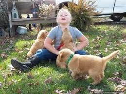 Review how much golden retriever puppies for sale sell for below. 3 Golden Retriever Puppies For Sale In Jacksonville Florida Classified Americanlisted Com