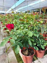 rose plant best in singapore
