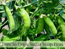 This guide will teach you about planting sugar snap peas. How To Grow Sugar Snap Peas From Seed To Harvest