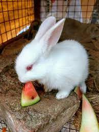 20 days old cute bunny baby eating watermelon.