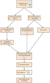 Inquisitive Regulation Of Respiration Flow Chart Physiology