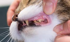 14 signs of unhealthy cat teeth bechewy