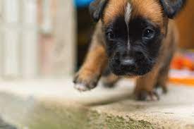 cute puppy copyright free photo by m