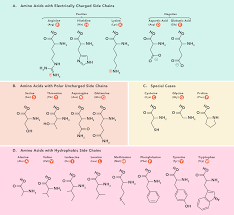 Essential Amino Acids Chart Abbreviations And Structure