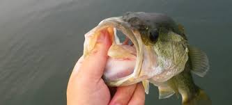 What Spinning Reel Size Should I Use For Bass Fishing