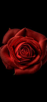 red flower wallpaper 4k red rose