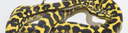 jungle carpet pythons morelia spilota