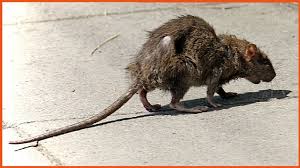 Scary Facts About Rats - Dentec Pest Management