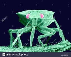 Scanning Electron Microscope Image Of A Plant Bug Magnified Stock