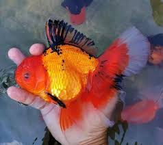 giant oranda gold fish