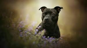 staffordshire bull terriers wallpapers