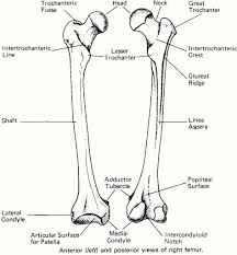 Forearm Bone Anatomy Best Images Of Forearm Bones Diagram